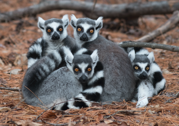 Photo of a group of ring tailed lemurs huddled together, looking at the camera