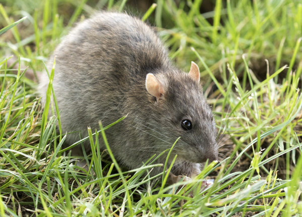 photo of a brown rat in grass