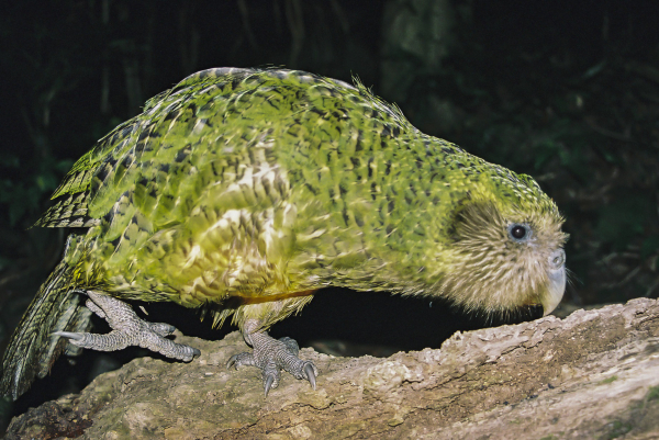 Photo of a green kakapo standing on a log