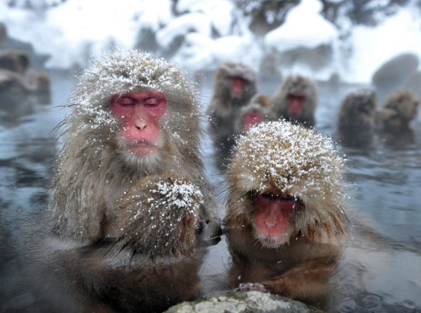 Photo of a group of Japanese macaques sitting in a hot spring, fur sprinkled with snow