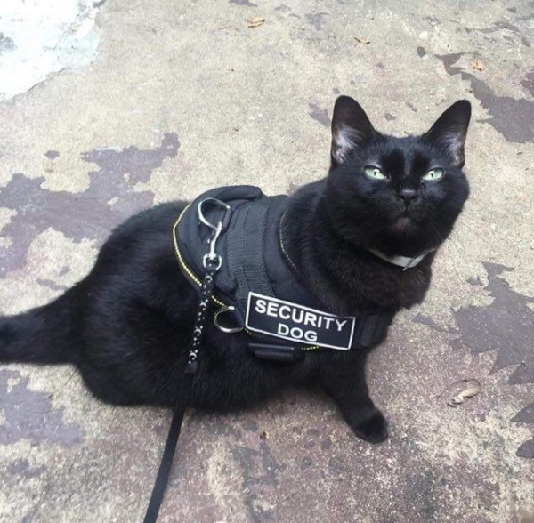 a black cat looking up suspiciously -- it's wearing a vest and a badge that says "security dog"