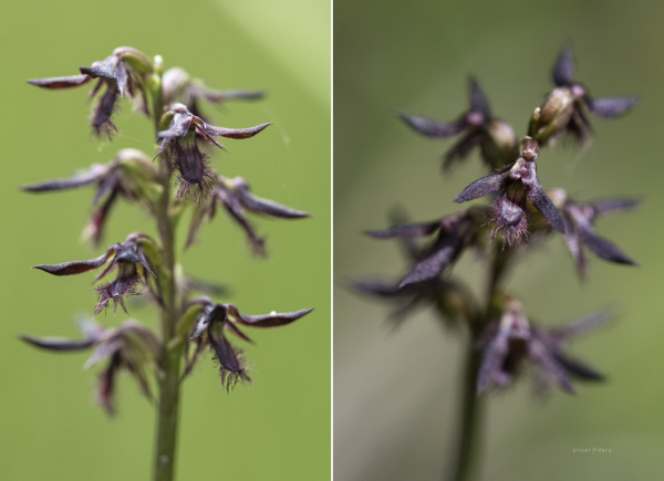 Midge orchids flowering near Monga, NSW - probably Corunastylis ostrina (purple midge orchids).