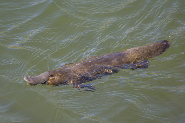 Photo of a platypus swimming in water 