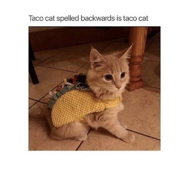 a cute orange kitten wearing a taco costume. caption: taco cat spelled backward is taco cat