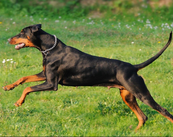 Doberman dog running, with a tail and ears that are both not docked.