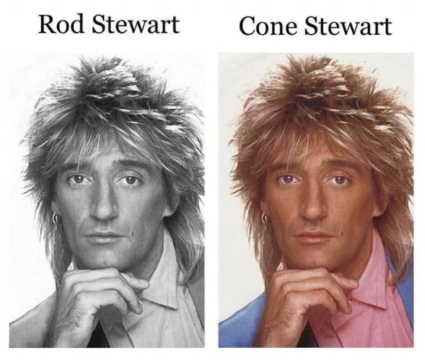 black and white image of rod stewart, labelled: Rod Stewart

color image of rod stewart labelled: Cone Stewart