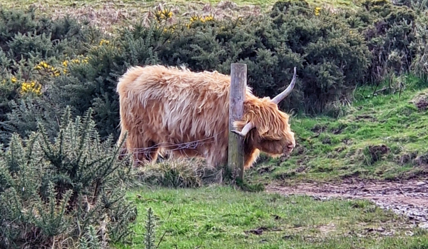 A highland cow scratching its neck on a fence post.