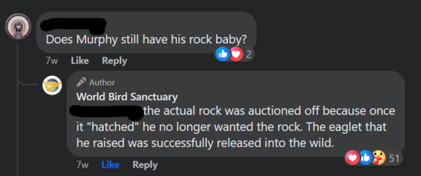 A facebook comment thread. A user asks: "Does Murphy still have his rock baby?" World Bird Sanctuary replies: "the actual rock was auctioned off because once it "hatched" he no longer wanted the rock. The eaglet that he raised was successfully released into the wild."