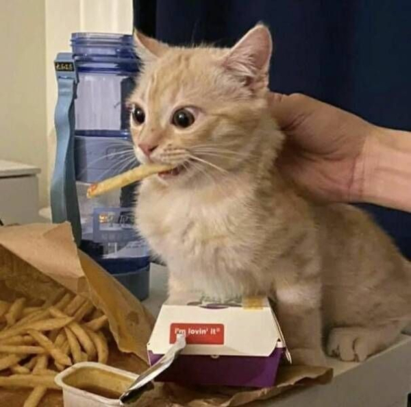 a little orange cat with a french fry in its mouth and a look of wide-eyed excitement -- a human hand is holding its neck