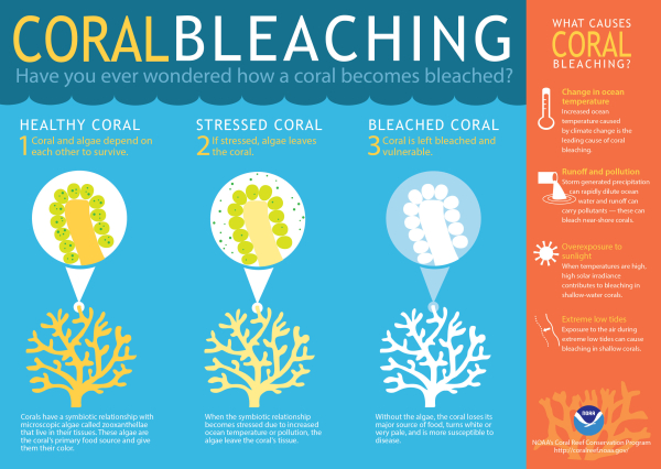 Warmer water temperatures can result in coral bleaching.