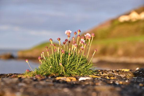 A clump of sea thrift is brightly lit by the setting sun with a handful of flowers just opening. The flowers are growing n top of a wall with some sea and foreshore visible out of focus in the background under a greyish sky. A yellow house is also visible on the edge of the steeply rising headland on the right. 