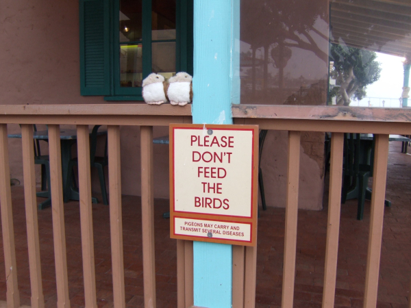 A "Please Don't Feed The Birds" warning sign is posted on a wooden railing with a turquoise post, with two small stuffed bird toys placed on the railing above the sign.