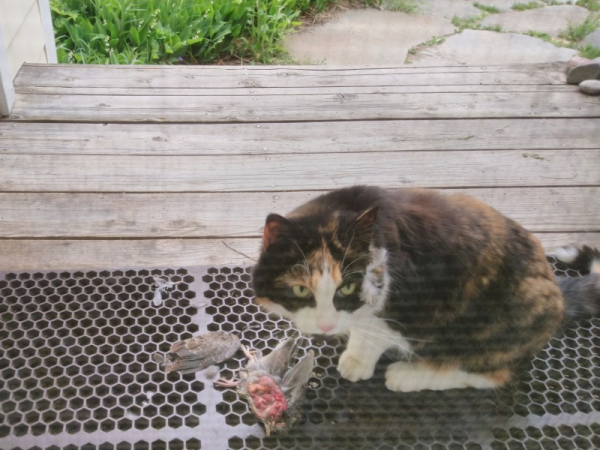 cat on a wooden porch, next to a partially eaten bird