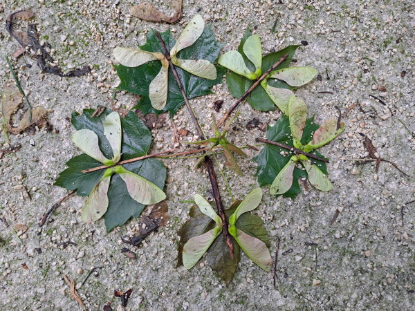 A small mandala made of fallen maple leaves, maple seeds, and sticks. Sort of looks like a circle of dragonflies.