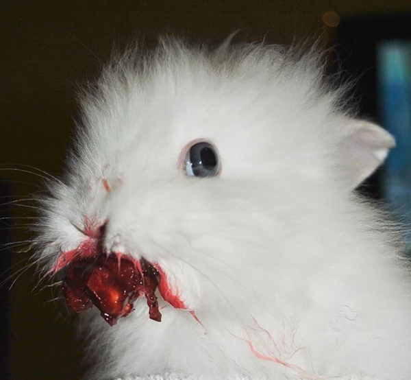 A fluffy white rabbit with what appears to be a red substance or fruit on its mouth, giving the impression of a bloody face.