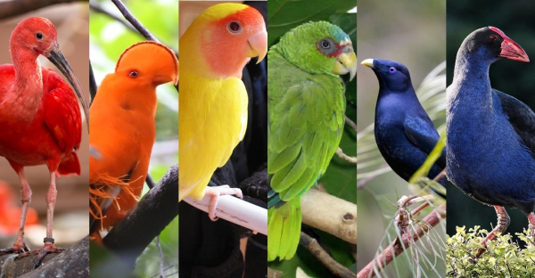 Photos of the colorful birds listed above, making a rainbimow scale. Scarlet ibis is bright red with a long curved beak and long pink legs. The cock-of-the-rock is bright orange with a domed crest over its beak. The lovebird is yellow with a pink face. The amazon is green with a red circle around its eye. The bowerbird is shiny deep blue. And the pukeko is a bluish purple color with a red beak.