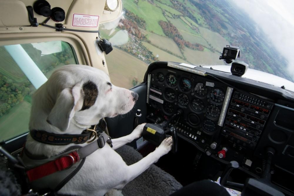 a white dog with dark markings sitting at the yoke in a small airplane, squinting at the instrument panel