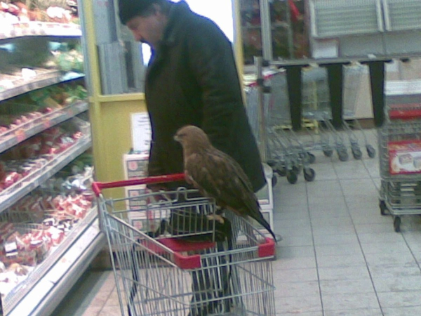 out of focus shot of a falcon sitting on top of a grocery cart while a man looks at the meat counter