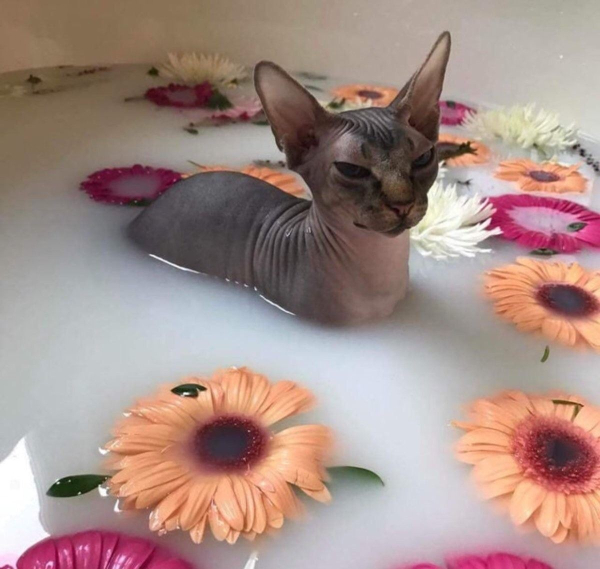 sphinx cat sitting in a tub of milk, with pretty flowers floating in the tub with him. the cat looks angry