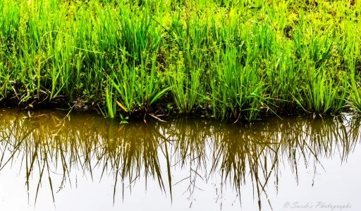 "The image depicts a serene scene: a body of still water reflecting lush green grass and plants along its edge. The reflection creates a symmetrical effect, with the real grass above and its mirror image below, divided by the waterline. The vibrant colors and natural beauty make this photograph aesthetically pleasing. A watermark or signature on the right-side reads “© Swede's Photographs” indicating copyright ownership." - Copilot