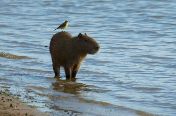 capybara hanging out at the beach, looking chill and cool, with a little bird riding on its back