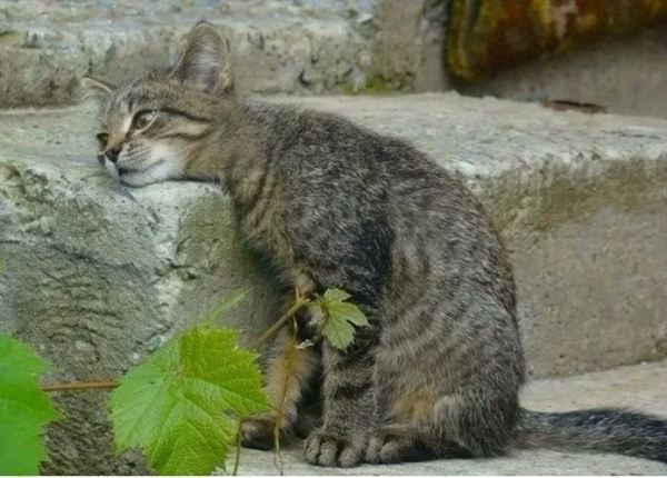 a cute little grey tabby cat sitting next to a cement step, resting its head on the step above