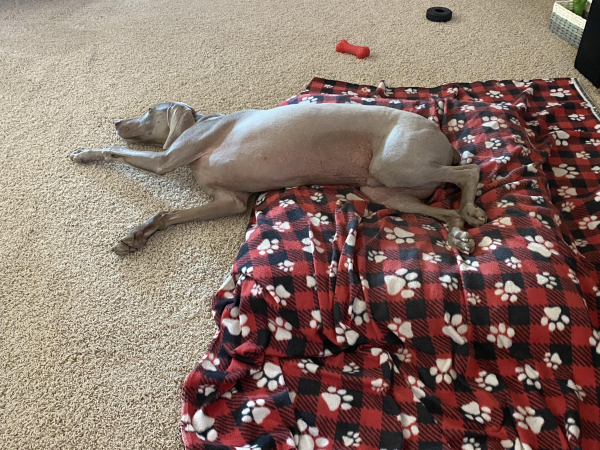 A grey dog lying on a red and black checkered blanket with paw print patterns on a carpeted floor with toys strewn around him