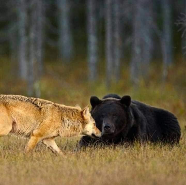 wolf standing next to reclining bear and touching bear muzzle with her nose
birch forest behind them