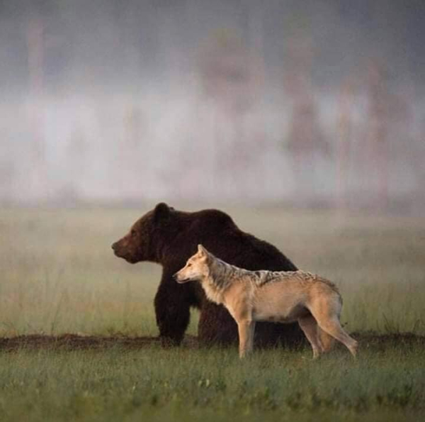 bear and wolf stand facing in the same direction looking together into the distance
background foggy birch forest