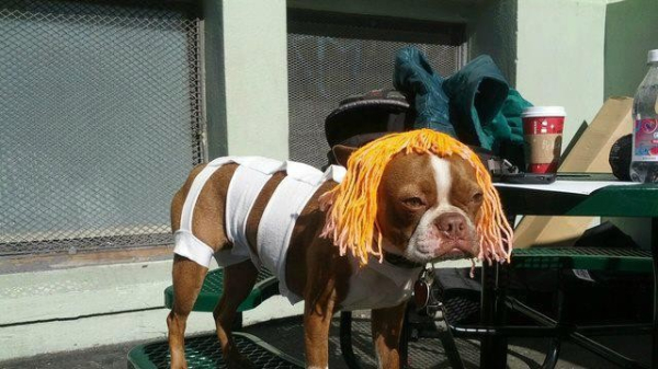 brown and white pittie cross wearing an orange wig and the bandages, like leeloo from The Fifth Element movie