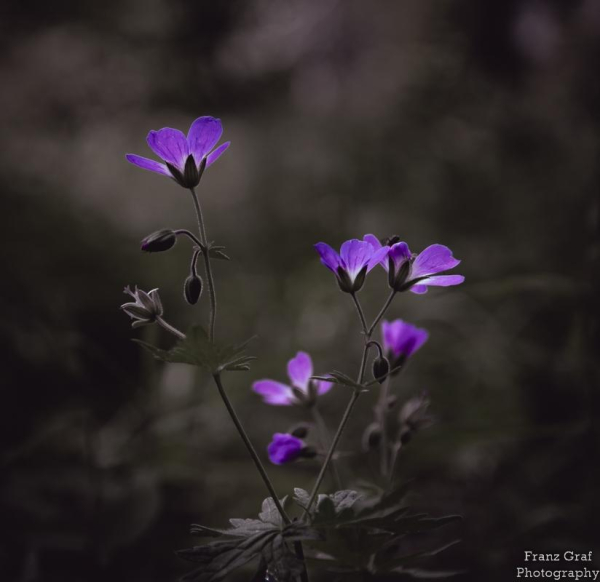 A close-up image of a plant with multiple purple flowers in bloom. The flowers are vibrant and stand out against the dark background. The petals are delicate and have a velvety texture. The plant appears to be an herbaceous plant, possibly a violet species. The composition of the image showcases the beauty of nature, with the purple flowers adding a pop of color to the outdoor scenery. The photo is in focus and well-lit, highlighting the intricate details of the flowers.