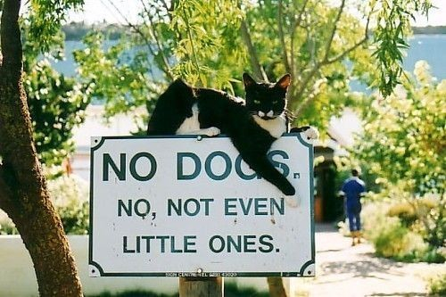 tuxedo cat with green eyes sitting on a park sign that says: no dogs. no not even little ones.