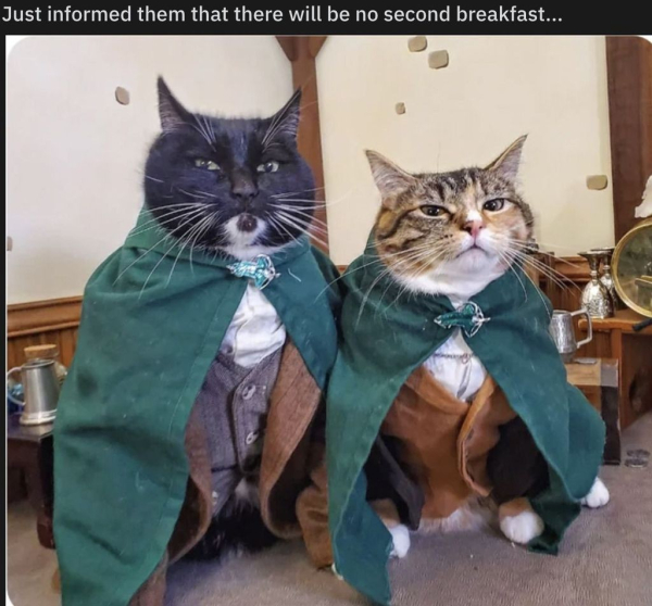 A grey tabby and black cat dressed as hobbits, looking annoyed. The caption says: "Just informed them that there will be no second breakfast ..."