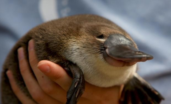 A platypus being held up by human hands with a look of self-satisfaction on its face