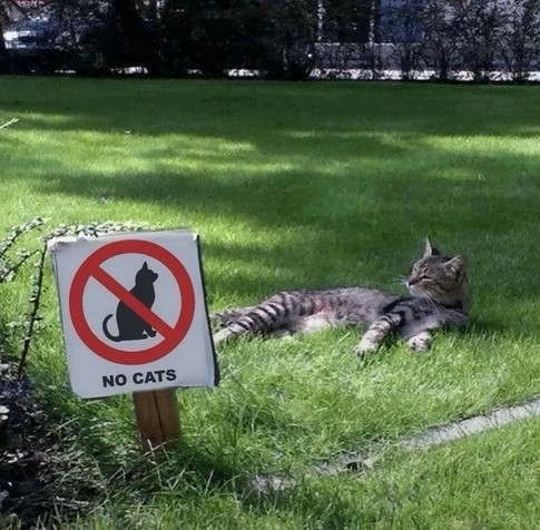 Ask this cat if he read the NO CATS sign.