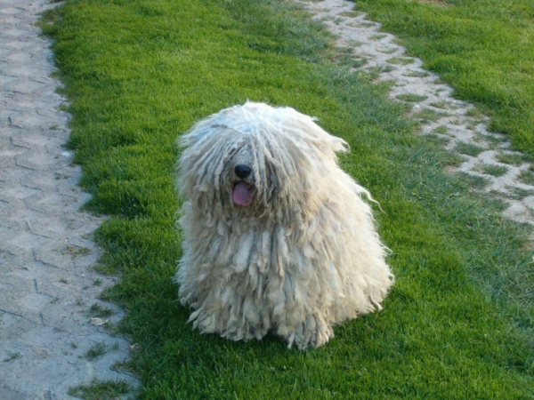 Photo of a white puli dog sitting in green grass. It is a dog with thick, dreadlocked fur, so it looks like a white mop with a black nose and a pink tongue.