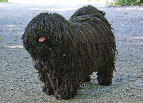 Photo of a black puli dog standing. It has thick, dreadlocked fur so it resembles a mop with a pink tongue.