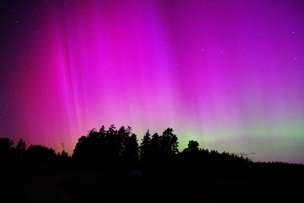 A nightsky filled with pink, lilac and green aurora borealis över the tree tops of the forest. The trees are black and above them rises some amazing pilars of pink and lilac colours all the way up in the image. There is some green at the low parts. There is some dark blue from the sky behind the auroras up in the left corner and there are also some stars shining through the aurora. 