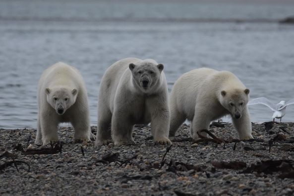 A family of polar bears standing on the beach in Kaktovik, Alaska.