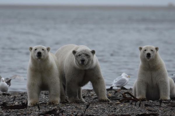 A family of polar bears standing on the beach in Kaktovik, Alaska.