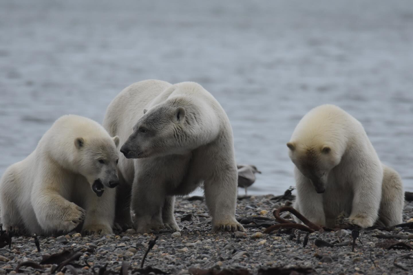 A family of polar bears standing on the beach in Kaktovik, Alaska.