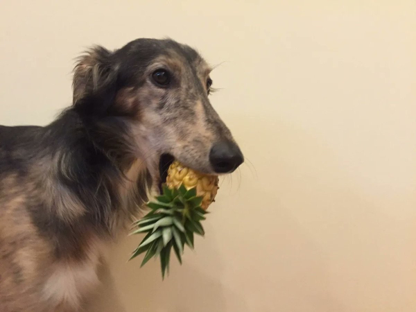 dog with a long snout holding a small pineapple in its mouth