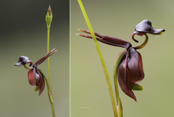 Large duck orchid (Caleana major) flowering in early spring near Genoa, Victoria, Australia. 