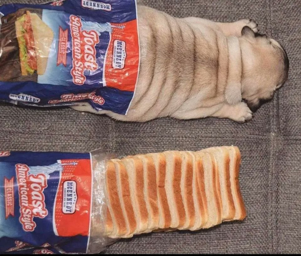 a loaf of bread (Toast American Style brand) fanned out of its bag
And a dog with lots of wrinkles in its fur, looking also like a loaf of bread fanned  out the bag -- same brand