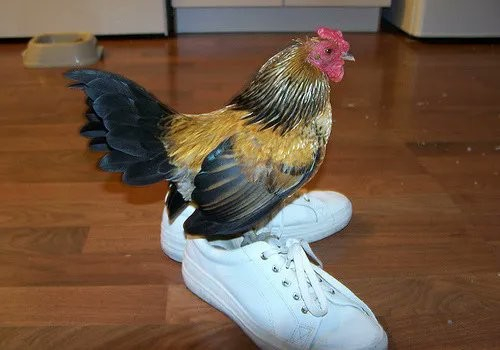 small rooster standing in white tennis shoes