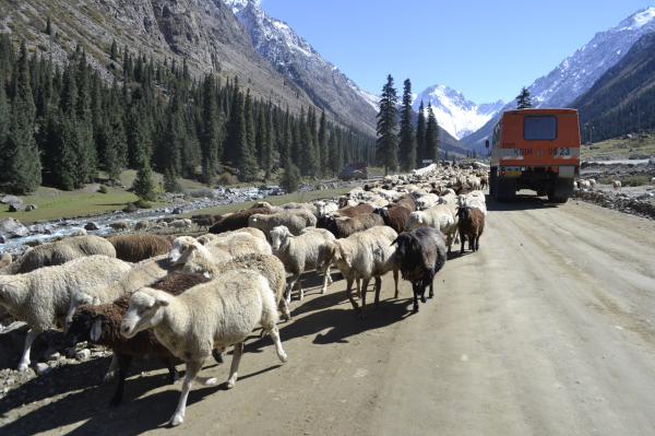 The image depicts a rural mountain landscape with a flock of sheep walking along a dirt road. To the right, an orange truck can be seen moving along the road. In the background, there is a river running parallel to the road, surrounded by trees and tall, snow-capped mountains. The overall scene suggests a peaceful, pastoral environment, likely somewhere in a mountainous or high-altitude region, with shepherding as part of the daily life.