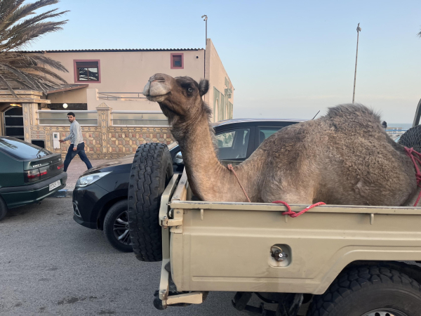 It’s a camel sat in the back of a pickup truck