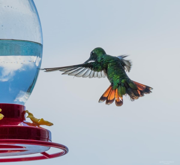 A Green-breasted Mango hummingbird, next to a feeder, shows off his mango-colored tail feathers. 