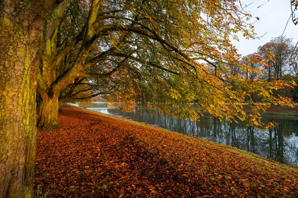 Auf dem Foto sind die Kastanien am Decksteiner Weiher zu sehen, sie strahlen in den typischen Herbstfarben. Ihre Äste hängen zum Teil tief herunter. Der Boden ist komplett mit Laub, in roten Farben, bedeckt. Im Hintergrund sieht man das Wasser des Weihers. 