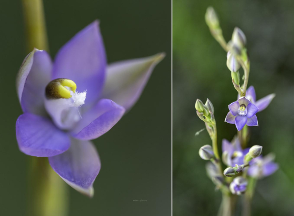 Sun orchids (Thelymitra pauciflora - or adjacent) flowering at Corunna, NSW - spring 2024. 